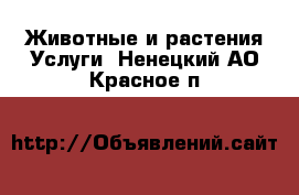 Животные и растения Услуги. Ненецкий АО,Красное п.